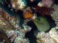 Green Moray Eel